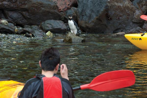 Getting up close to the wildlife in Milford Sound with Southern Discoveries.